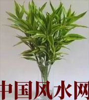 宿迁十二生肖养什么植物最旺财运？你知道吗！